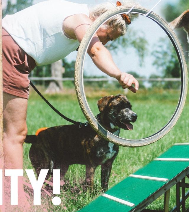 Hundeparkour ohne brennenden Reifen - Agility im Kliemannsland