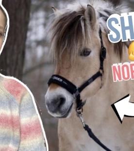 Ich errate Pferderassen - extrem schwer !!