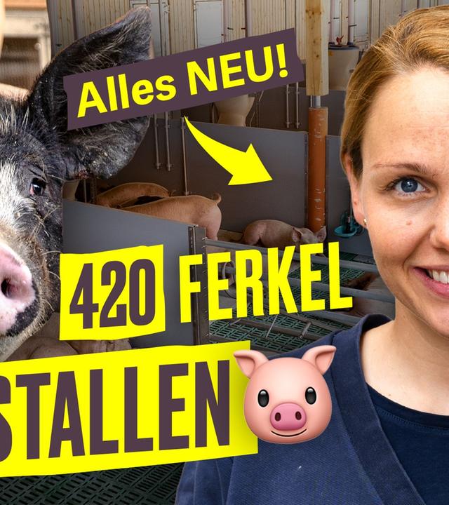 Ist das DER Stall der Zukunft? Gesas Schweine ziehen ein I Hundert Hektar Heimat