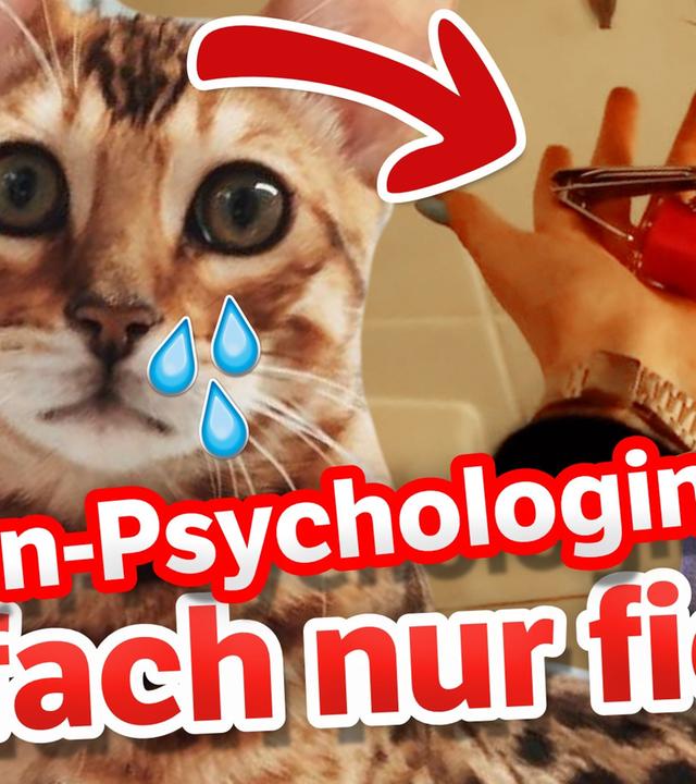 KRALLEN LACKIEREN für Klicks?! Katzenpsychologin reagiert auf Bonnytrash!