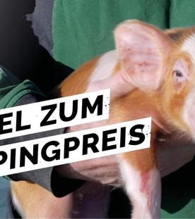 Lebensmittel so günstig wie nie: Warum sich Landwirtschaft für Bauern nicht mehr lohnt - Y-Kollektiv