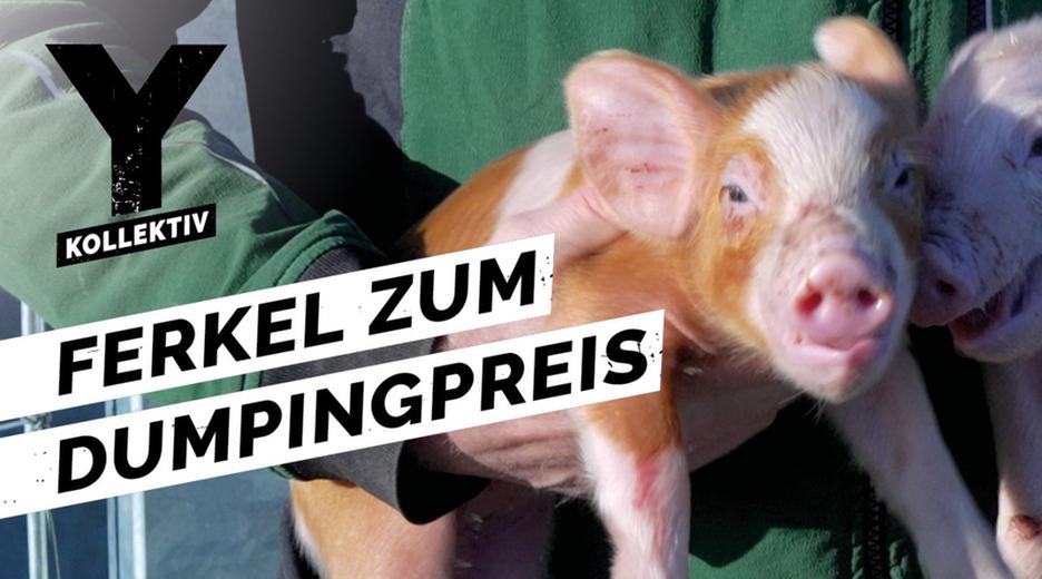 Lebensmittel so günstig wie nie: Warum sich Landwirtschaft für Bauern nicht mehr lohnt - Y-Kollektiv