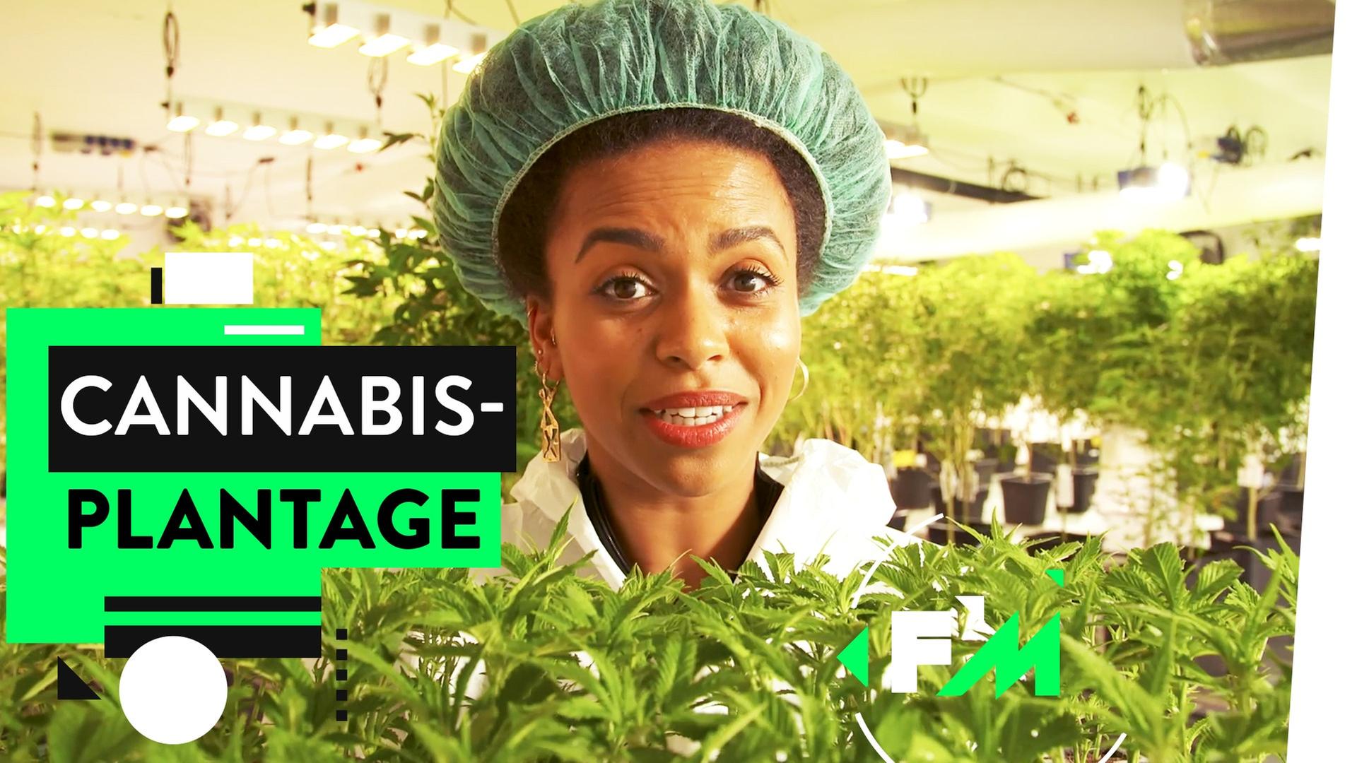 Legales Gras? So wird CBD angebaut