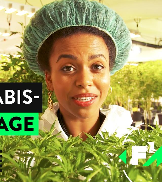 Legales Gras? So wird CBD angebaut