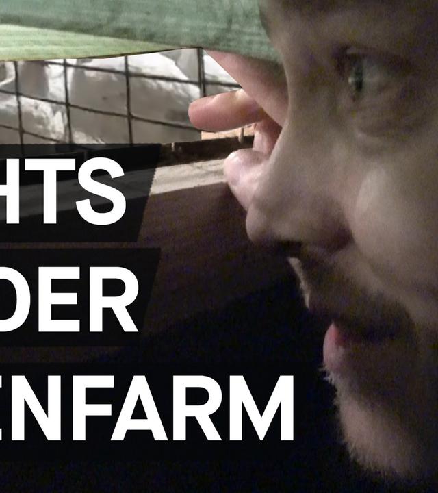 Massentierhaltung: Darf ich Tiere essen? - Warum lassen wir Tiere leiden? Folge 1