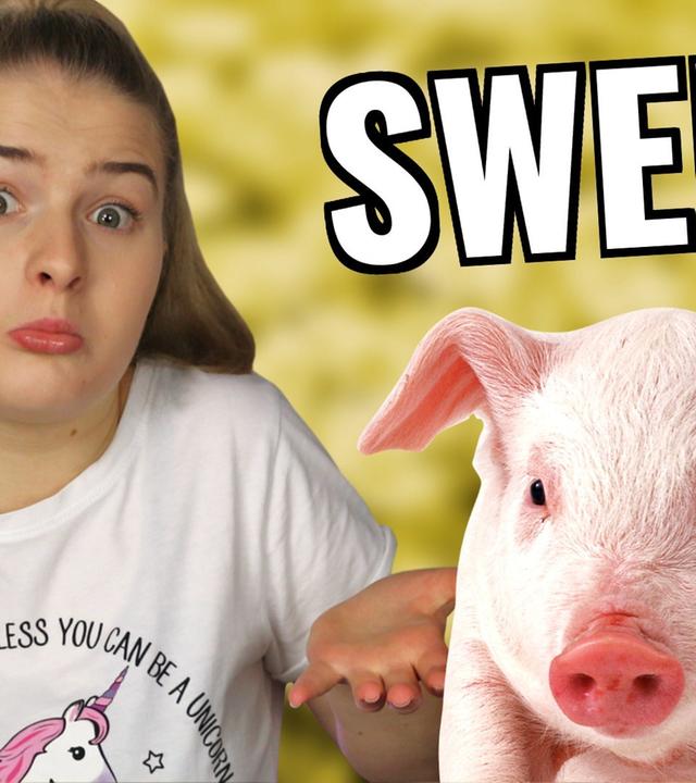 Mein neues HAUSTIER... F&A - LiDiRo