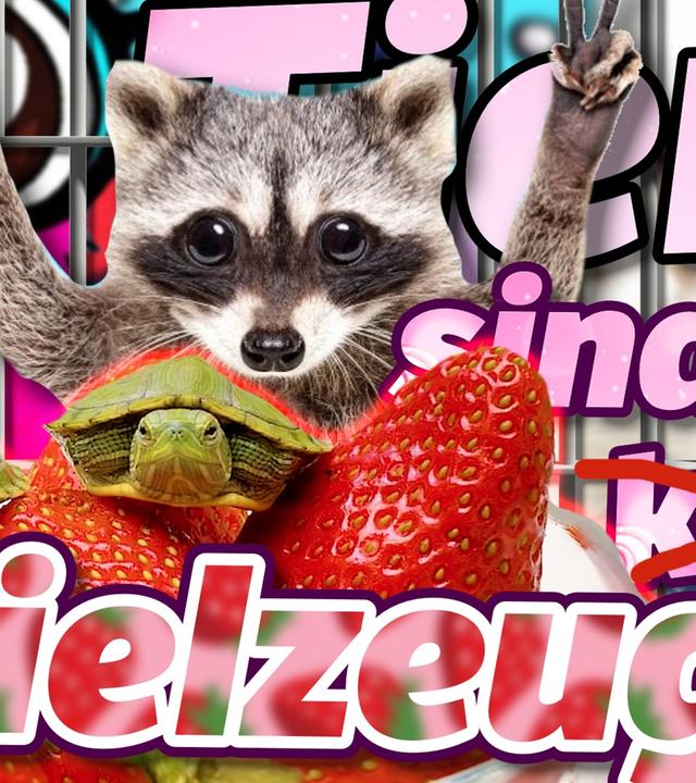 Mit WASCHBÄR in die TRENDS?! SCHLAUSCHLEIM SAM spielt mit SCHILDKRÖTEN und AMEISEN?!