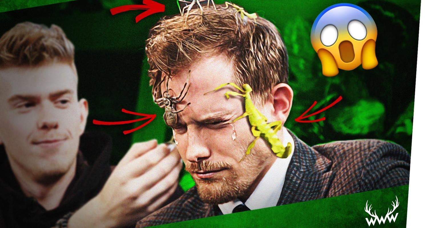 Mutprobe: INSEKTEN aufs GESICHT! - InsecthausTV zu Gast