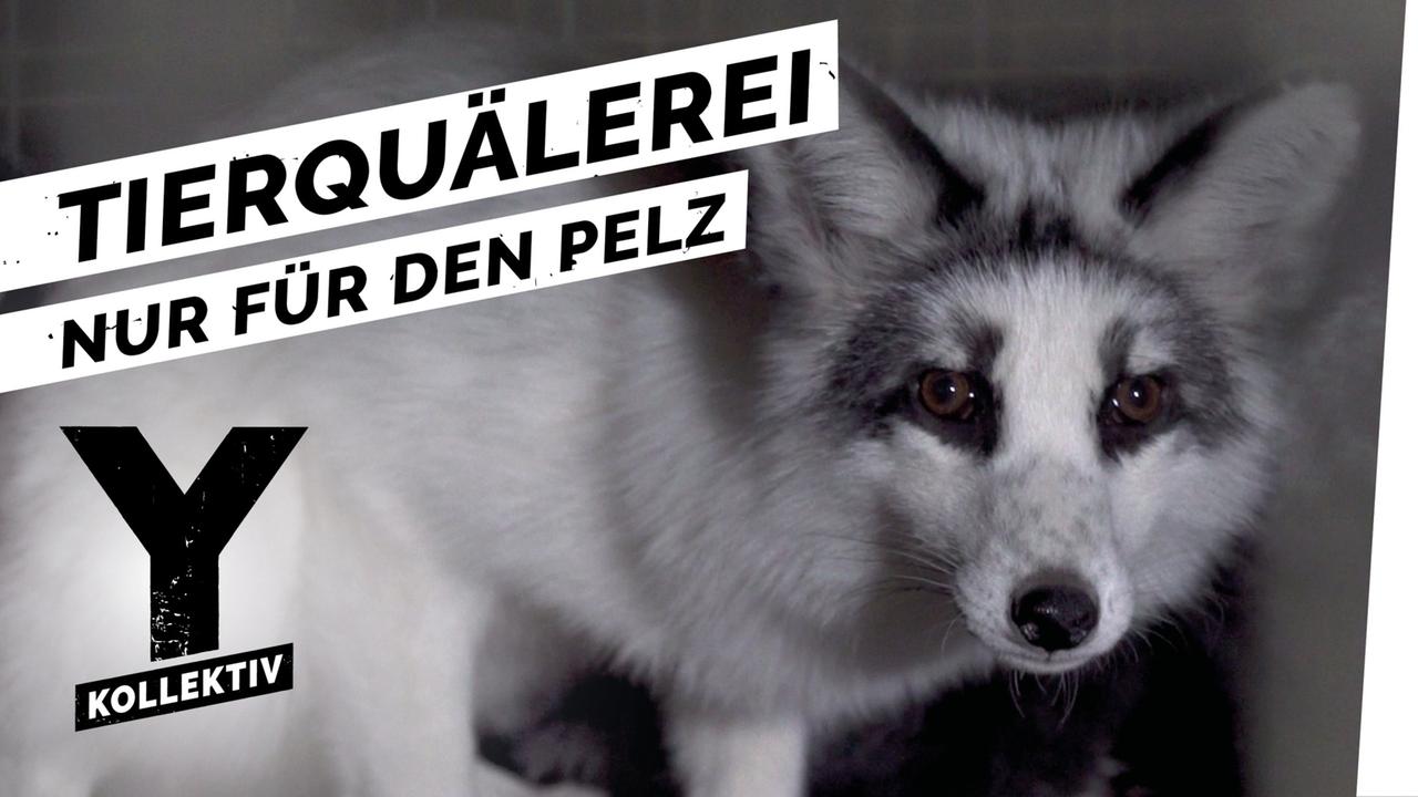 Pelz: Wie Tiere für unsere Fashion-Trends leiden