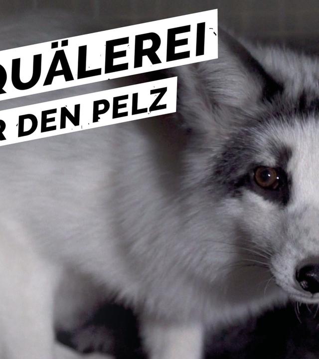 Pelz: Wie Tiere für unsere Fashion-Trends leiden