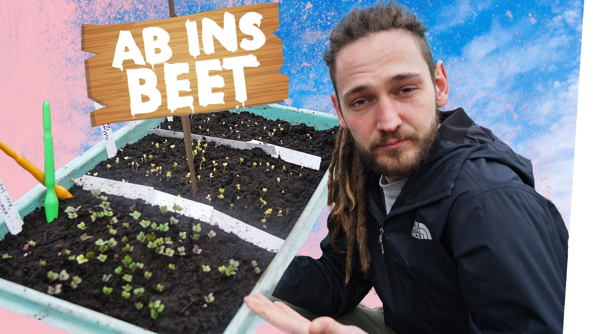 Pikieren von Pflanzen und Gemüse - Kliemannsland Garten