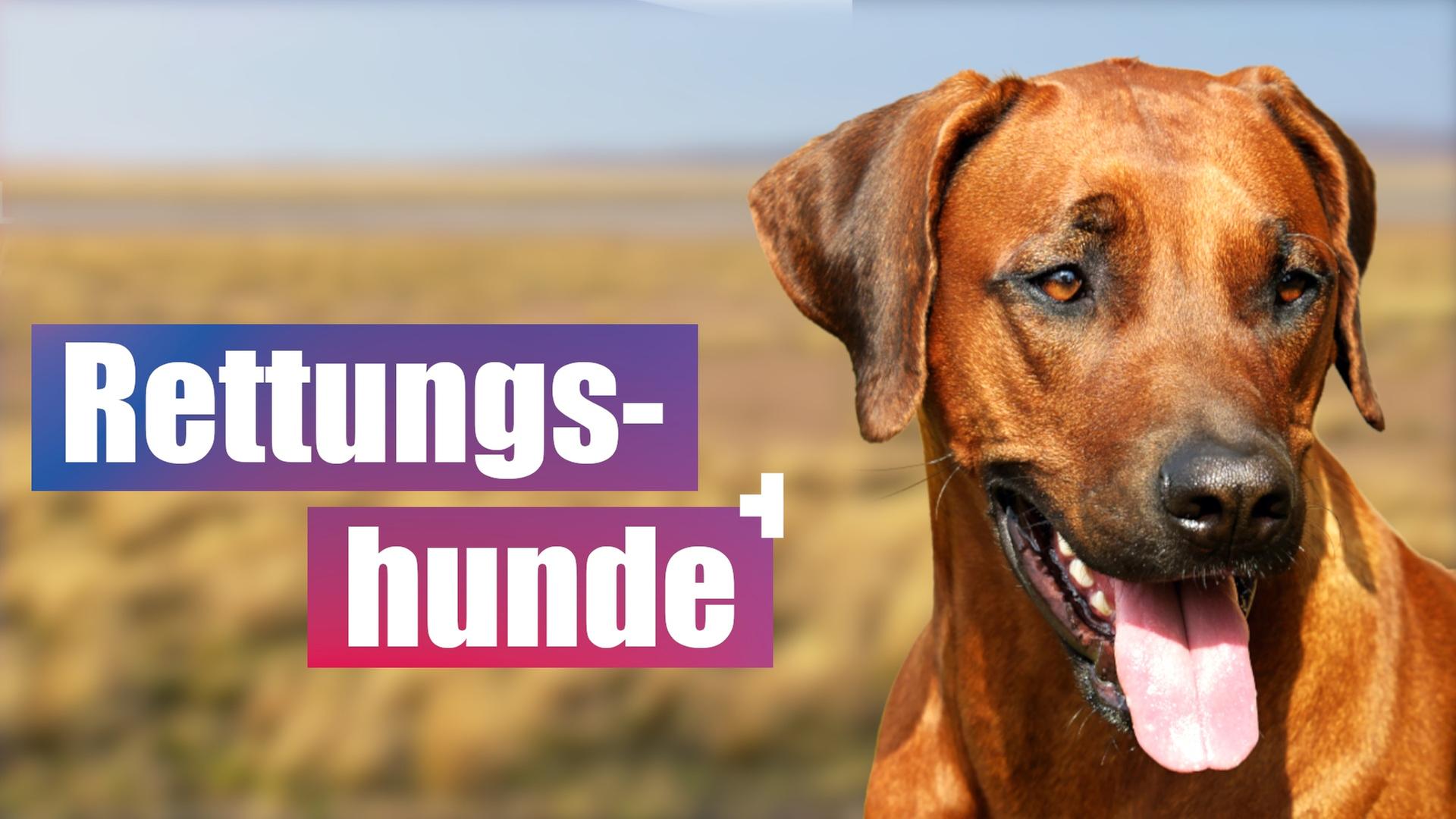 Rettungshunde - Tierische Ersthelfer im Einsatz!