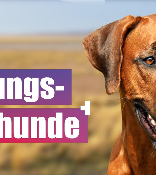 Rettungshunde - Tierische Ersthelfer im Einsatz!