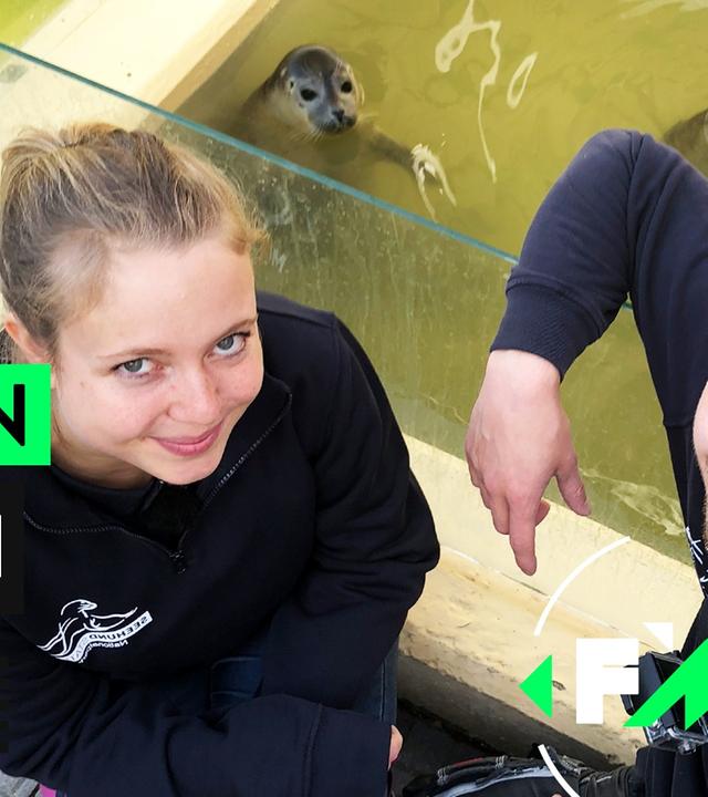 Robben-Babys retten: Abschied in die Freiheit