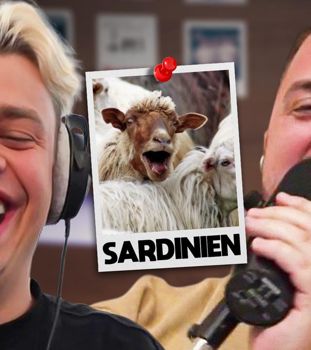 Schafe auf Sardinien (#359)