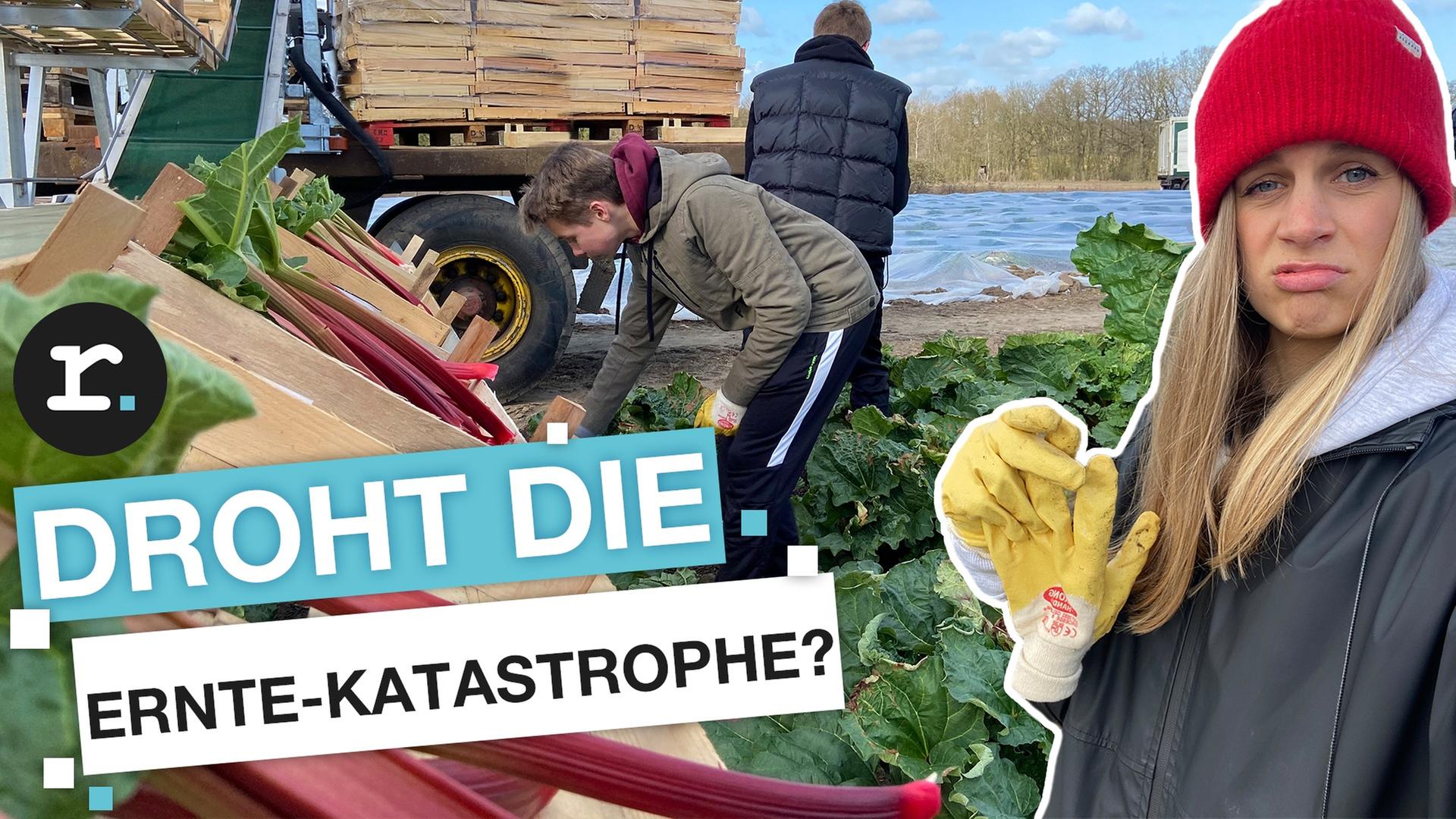 Schüler müssen auf die Felder – weil Erntehelfer fehlen - reporter