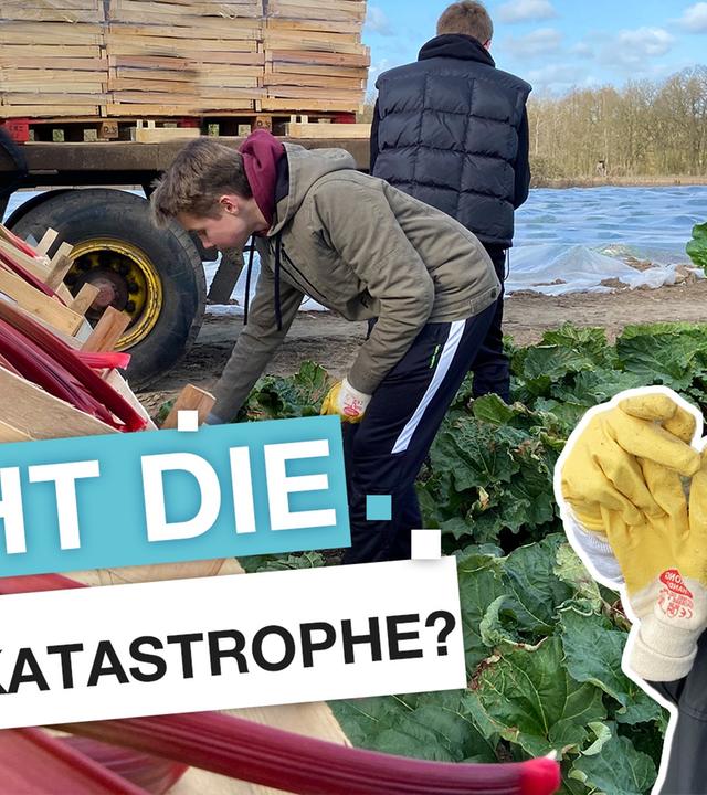 Schüler müssen auf die Felder – weil Erntehelfer fehlen - reporter