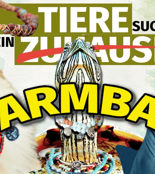 Shop panisch gelöscht?!  Wir testen Tierarmbänder - und fast alle fallen durch! 