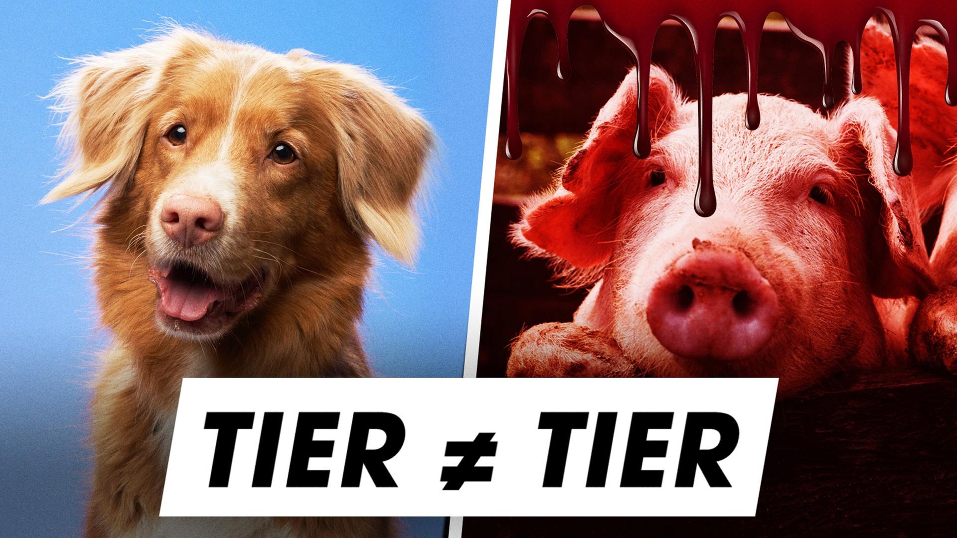 So UNFAIR sind die Strafen für Tierquälerei