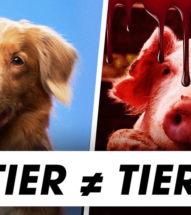 So UNFAIR sind die Strafen für Tierquälerei