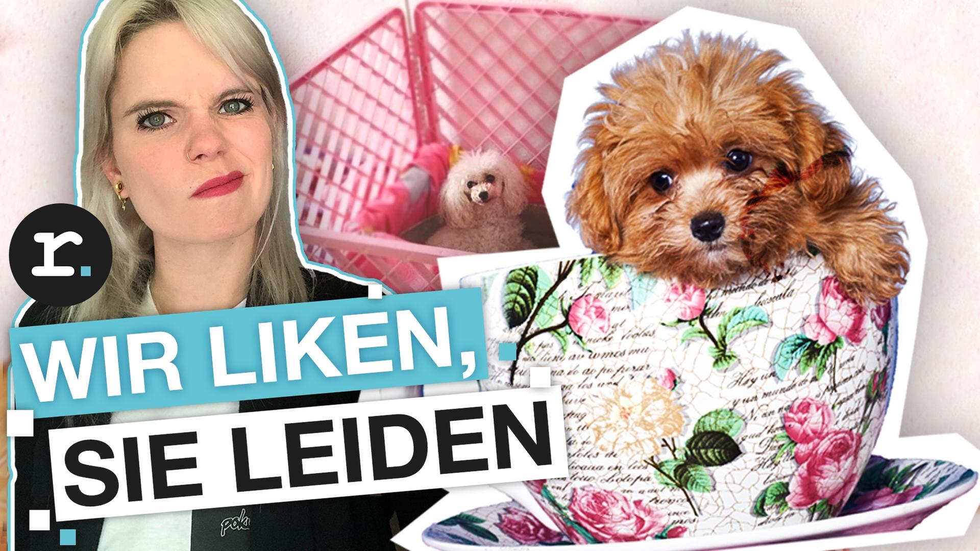 Teacup Puppies: Nur kranke Mode-Hunde? - reporter