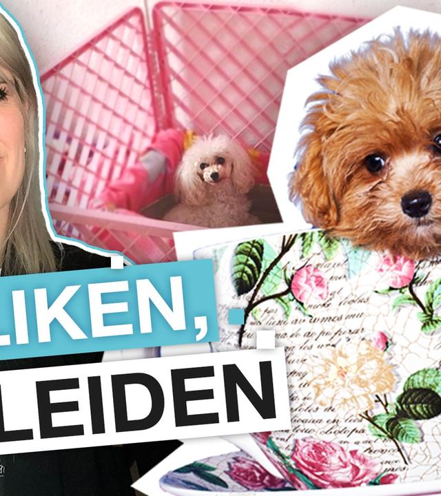 Teacup Puppies: Nur kranke Mode-Hunde? - reporter