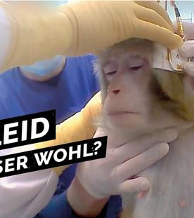 Tierleid für die Forschung - Brauchen wir überhaupt noch Tierversuche?
