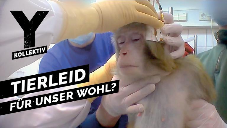 Tierleid für die Forschung - Brauchen wir überhaupt noch Tierversuche?
