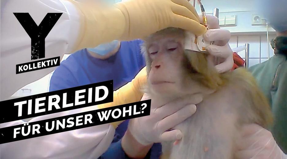 Tierleid für die Forschung - Brauchen wir überhaupt noch Tierversuche?