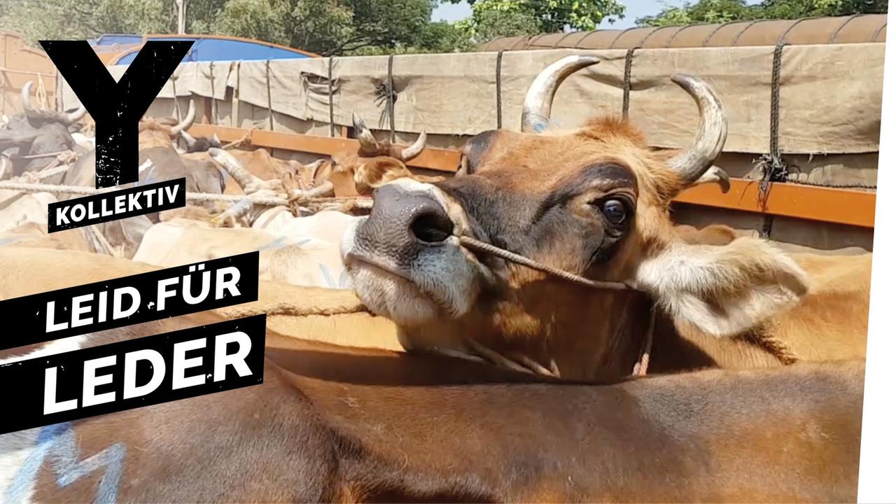 Tierquälerei und Umweltzerstörung - der teure Preis für Dein Leder