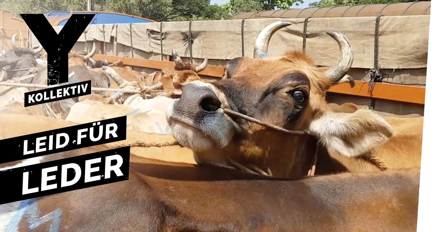 Tierquälerei und Umweltzerstörung - der teure Preis für Dein Leder