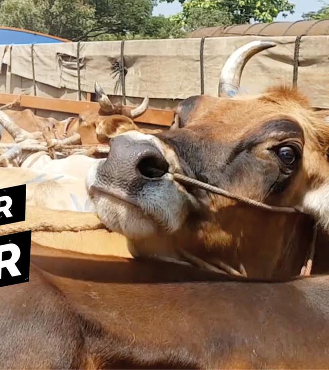 Tierquälerei und Umweltzerstörung - der teure Preis für Dein Leder