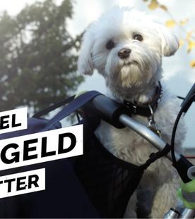 Tiertafel - Wenn das Geld für Futter und Tierarzt nicht reicht