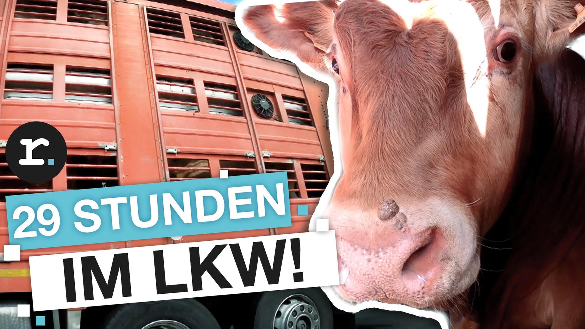 Tiertransporte: Kampf für mehr Tierschutz auf der Autobahn I reporter