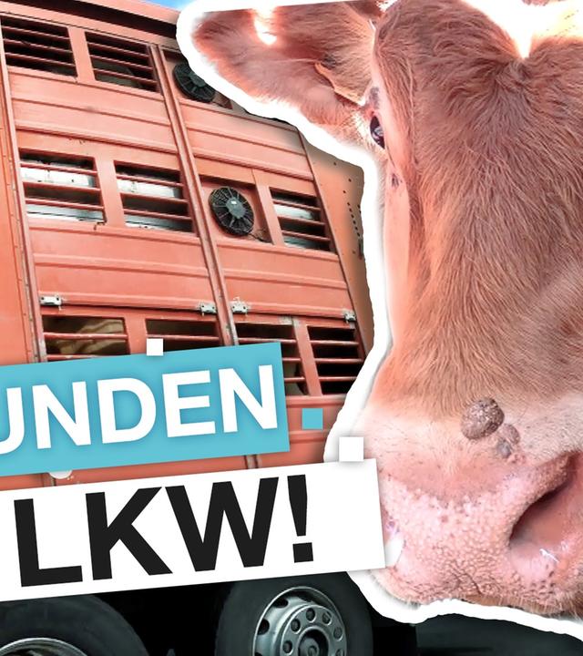 Tiertransporte: Kampf für mehr Tierschutz auf der Autobahn I reporter