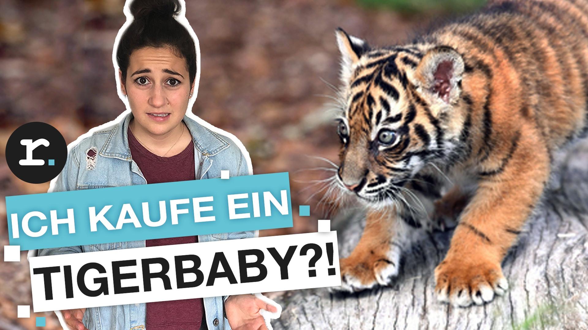 Tiger als Haustier: Geht das in Deutschland? - reporter
