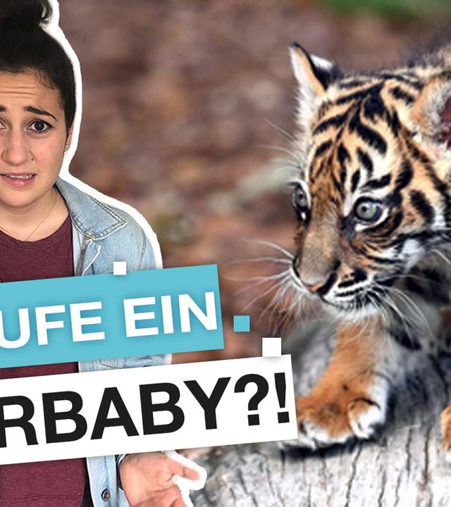 Tiger als Haustier: Geht das in Deutschland? - reporter