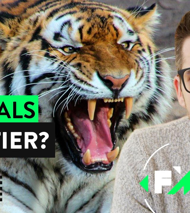Tiger King in Deutschland: Raubtier in 3-Zimmer Wohnung?