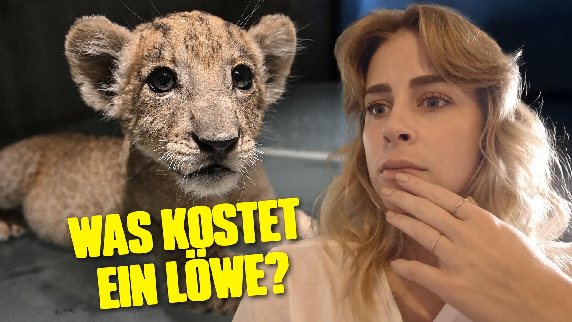 Undercover in Albanien: Können wir einen Löwen kaufen?