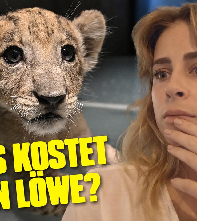 Undercover in Albanien: Können wir einen Löwen kaufen?