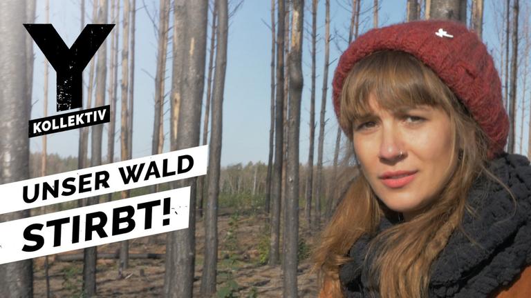 Waldsterben – Wie schlimm es wirklich ist und was wir tun können