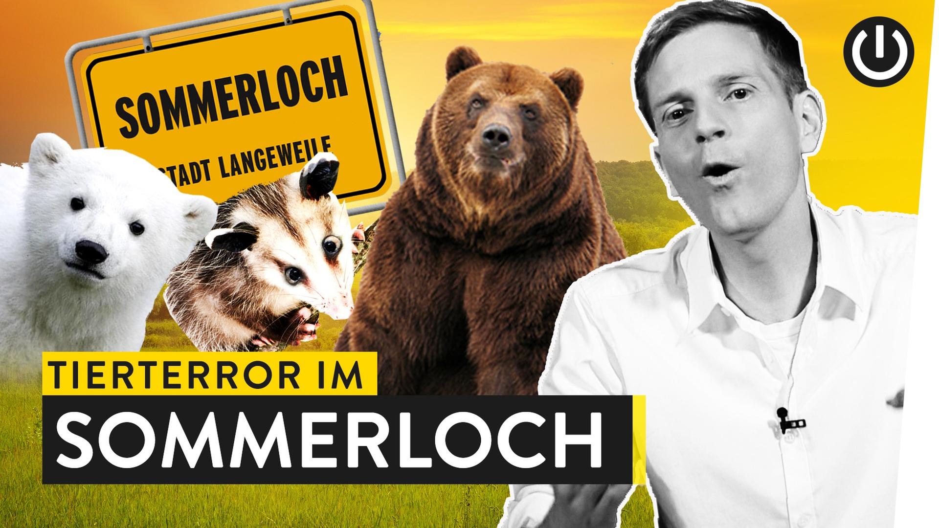 Warum süße Tiere im Sommerloch landen - WALULIS