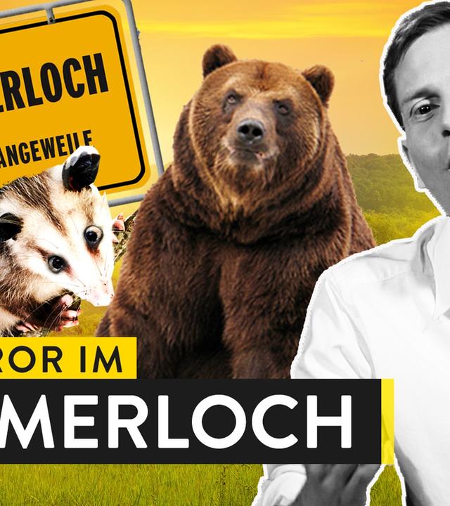 Warum süße Tiere im Sommerloch landen - WALULIS