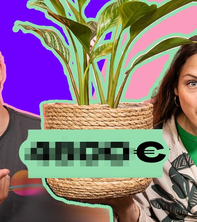 Welche PFLANZE kostet TAUSEND Euro? (Quiz)