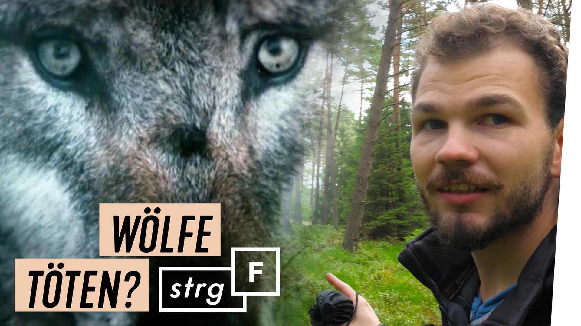 Wölfe in Deutschland - töten oder schützen? - STRG_F