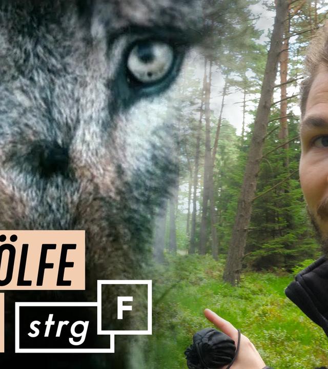 Wölfe in Deutschland - töten oder schützen? - STRG_F