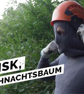 Woher kommt Dein Weihnachtsbaum? Warum Menschen auf 40 Meter hohe Tannen klettern