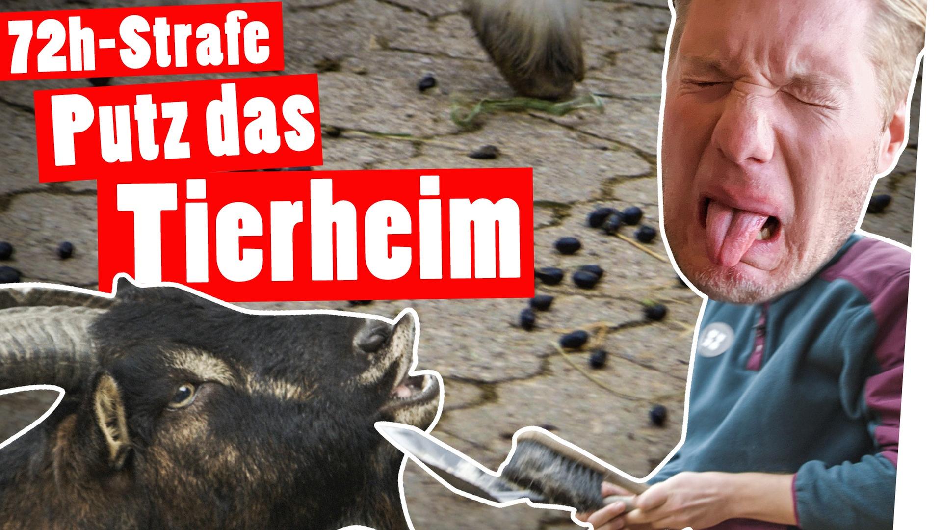 XXL-Bestrafung: 1 Tag im Tierheim – 72 Sozialstunden für Marc -- Das schaffst du nie!