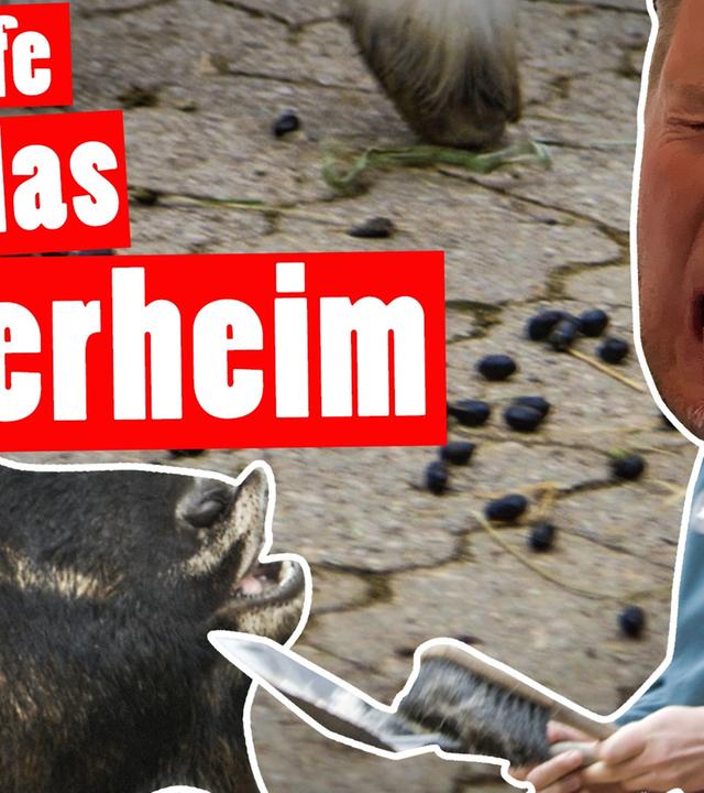 XXL-Bestrafung: 1 Tag im Tierheim – 72 Sozialstunden für Marc -- Das schaffst du nie!