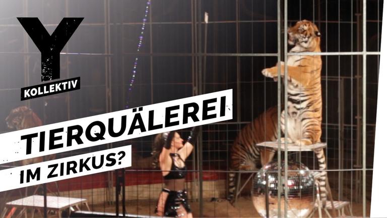 Zirkustiere - Das Leben exotischer Tiere als Entertainer im Zirkus